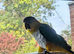 Silly tame 4 year old male Caique with cage
