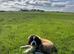 KC reg Saint Bernard girl