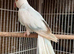 Proven breeding pair Ringneck parrots