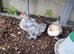 Lavender Pekin cockerel and yellow millefleur cockerel