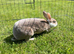 Mini Rex doe