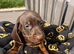 Dachshund