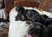 Five miniature Wire Haired Dachshund puppies