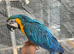 Ready Now Baby Handreared Friendly Super Tame Blue & Gold Macaw Parrot,22