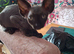 Stunning Sphynks kittens, Ready Now