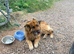 Pet Dog for Sale