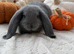 Special French Lop Baby Rabbits - Moorside Lops
