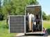 Cheval Liberte Touring One Single Horse Trailer New - &pound;7560 + VAT