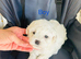 Bichon Frise Puppies