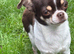 2 female pomchi