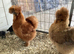 USA Silkie hatching eggs
