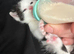 3 month old kitten