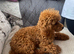 Toy poodle