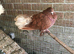 Fantail doves