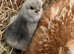 Chickens, laying hens, broody, chicks