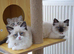 GCCF Ragdoll Kittens