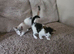 Kittens ready for their forever home