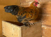 Bantam cockerel