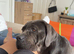 Rex cane corso