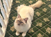RAGDOLL MALE