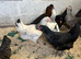 Pol hens