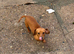 mini dachshund looking for new home