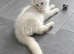 Maine Coon kitten registered