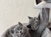 GCCF Active Registered Britsh Shorthair kittens