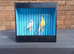 irish fancy canaries