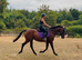 Gorgeous chunky mare