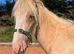 Eye catching Palomino Gelding
