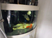 Juwel Trigon 190 Litre corner fish tank 70cm x 70cm