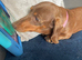 Miniature dachshund 2 year old bitch