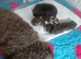 Extensively health tested parents! f1b mini cockapoo