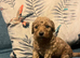 Beautiful miniature poochons puppies
