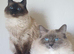 Beautiful GCCF Registered Female Ragdoll Kitten.