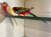 Proven breeding pairs off rosellas re advertised due to time wasters