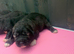 7 stunning puppies for sale ready to leave 1st October