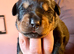 Gorgeous purebred Rottweiler puppies available