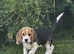 Stunning Blanket Tri, KC Registerd, Beagle Pup - Ready Now