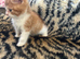 3 beautiful fluffy bsh x kittens looking for forever homes