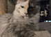 Pollydactyl maine coons