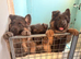 Blue and Tan shepherd puppies