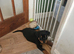 Rottweiler puppies