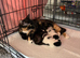 Male kitten