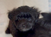 Outstanding Quality Maltipoo Puppies DNA Health Tested Clear Parents