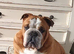English bulldog - 4 years old