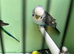 Black wing split to bf/bw