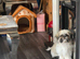 Female shiatsu for sale