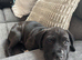 Staff x Cane Corso